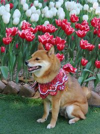 Close-up of dog on field