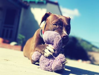 Close-up of dog