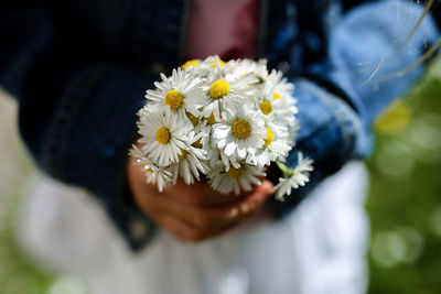 Close-up of white flowering plant