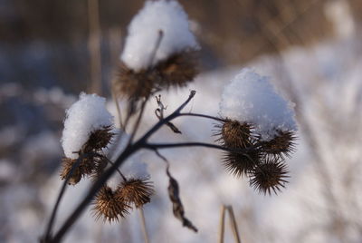 Close-up of frozen plant