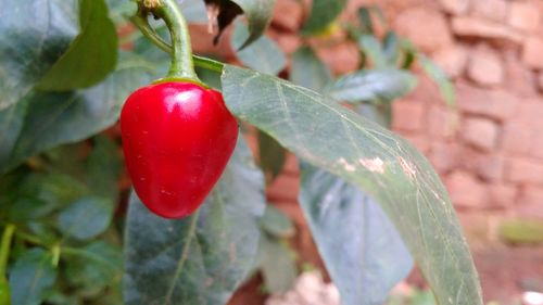 Close-up of strawberry growing on tree