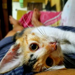 Close-up portrait of a cat