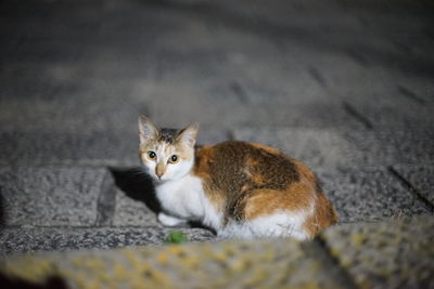 Portrait of cat sitting on floor