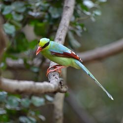 Close-up of parrot perching on branch