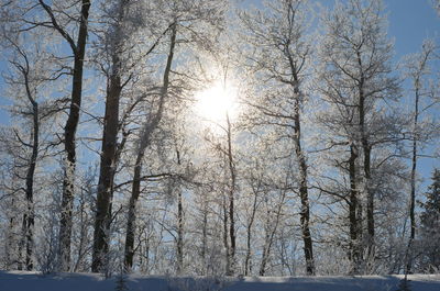 Snow covered landscape