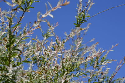 Low angle view of plants against blue sky