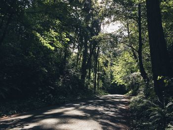 View of trees in forest