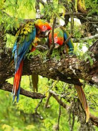 Close-up of parrot perching on branch