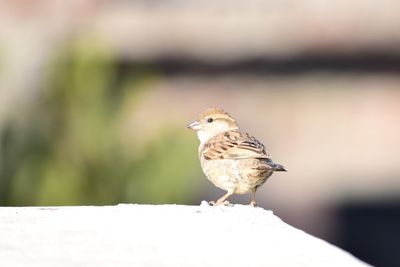 Close-up of bird perching sparrow 