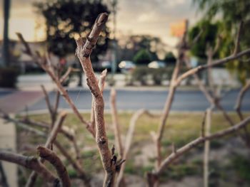 Close-up of plants against blurred background