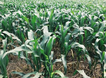 Close-up of plants growing on field