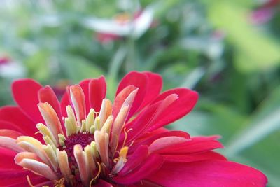 Close-up of red flower blooming outdoors