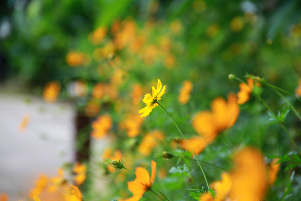 CLOSE-UP OF YELLOW FLOWERING PLANT GROWING ON FIELD