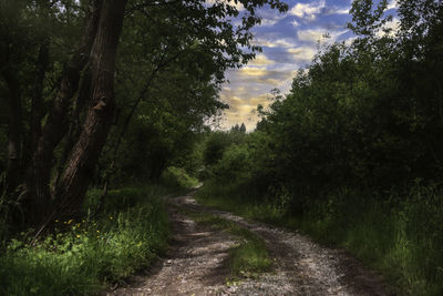 Footpath amidst trees against sky