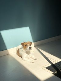 High angle view of dog sitting on floor at home