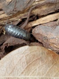 Close-up of insect on rock