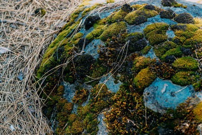 High angle view of moss covered rocks