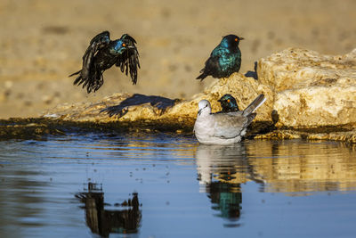 Bird in lake