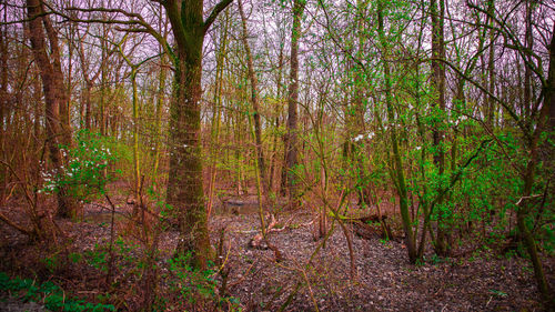 Trees in forest