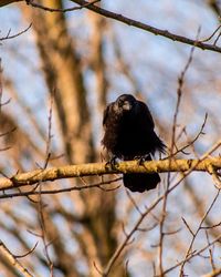 Low angle view of bird perching on branch