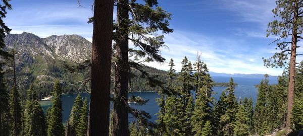 Panoramic view of pine trees in forest against sky