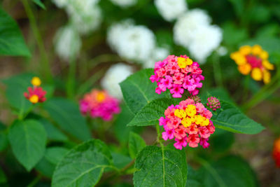 Close-up of pink flowering plant