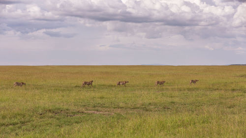 Horses in a field