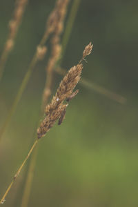 Close-up of plant against blurred background