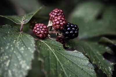 Close-up of blackberries growing on plant