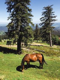 Horse grazing in field