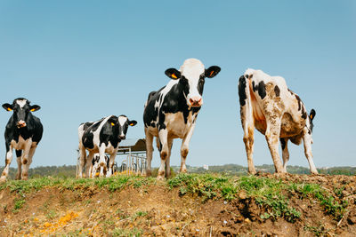 View of cows on field against sky