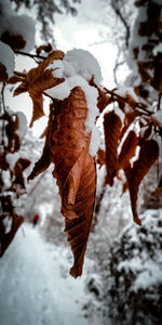 Close-up of dry leaves on snow covered tree
