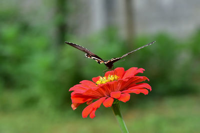 Close-up of butterfly pollinating on flower