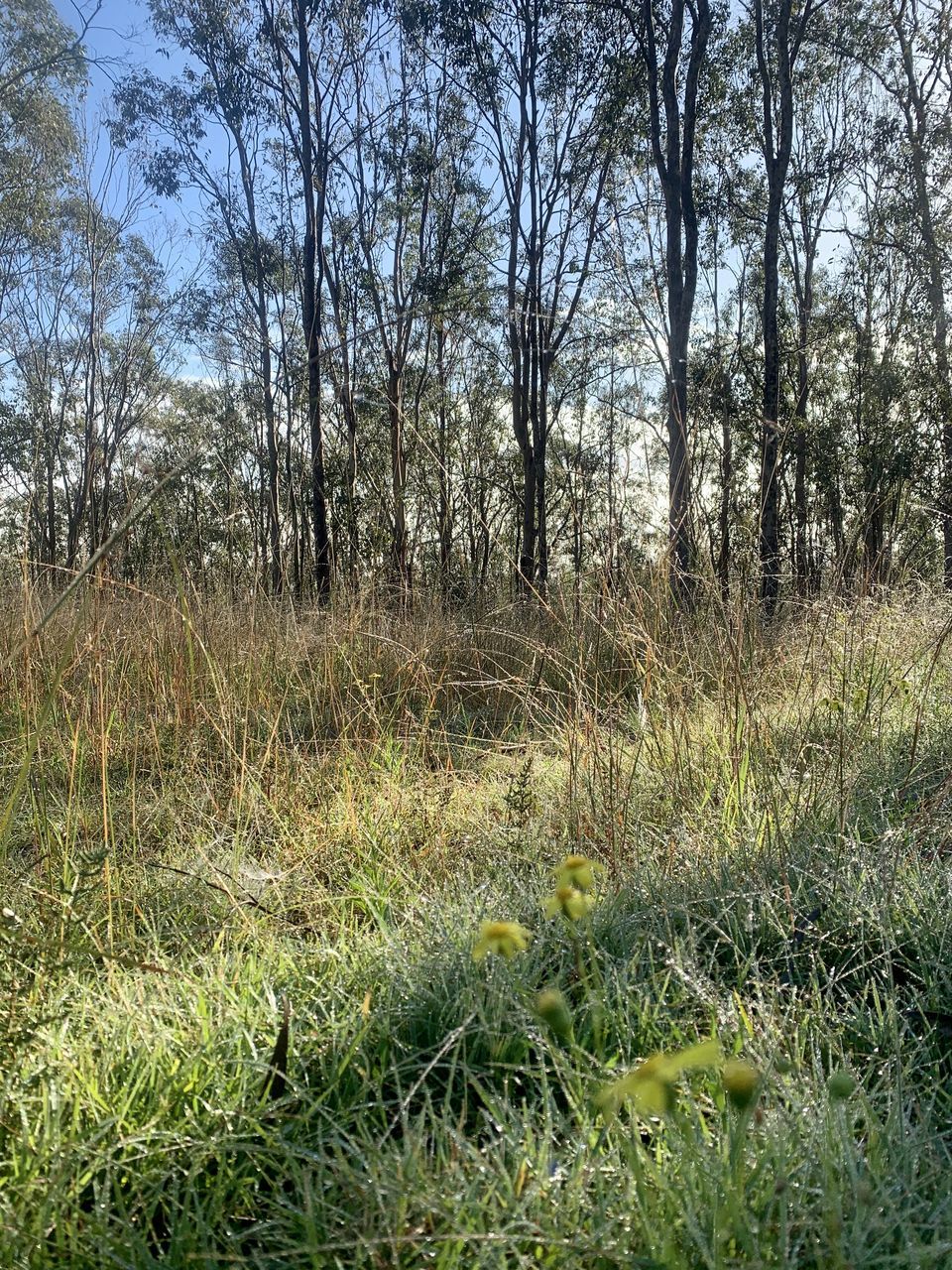 SCENIC VIEW OF FOREST