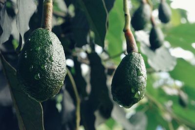 Close-up of fruit growing on tree