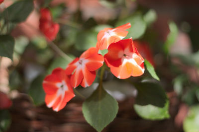 Close-up of red flowers blooming in park