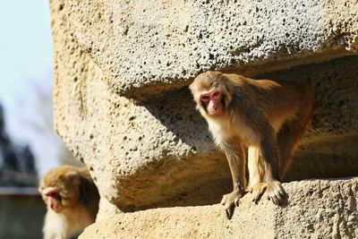 Monkeys on rocky surface