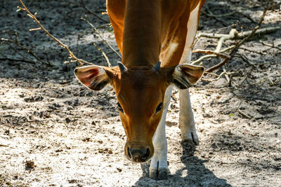 Horse standing on field