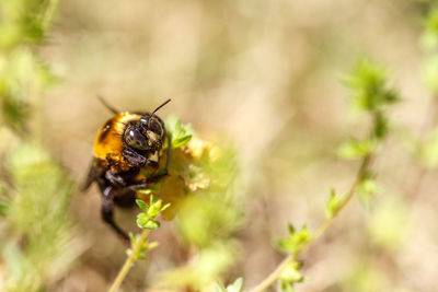 Close-up of carpenter bee on plant