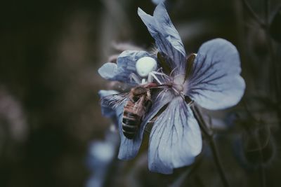 Close-up of insect on flower