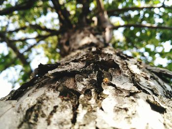 Low angle view of tree trunk