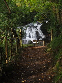 Scenic view of forest