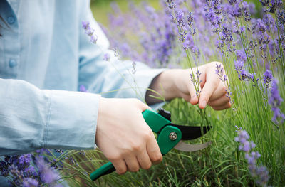 Young girl cuts lavender with secateurs. 