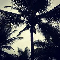 palm tree