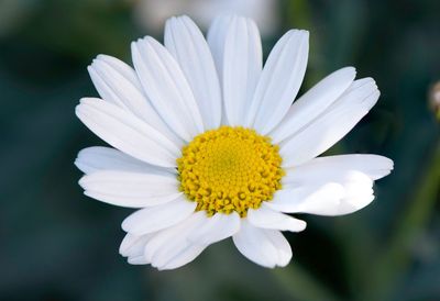 Close-up of white daisy