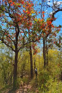 Low angle view of trees against sky