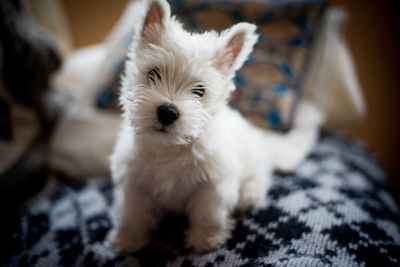 Close-up portrait of white puppy