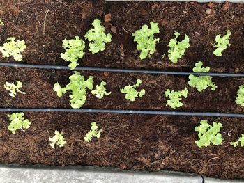 High angle view of small plants growing on field