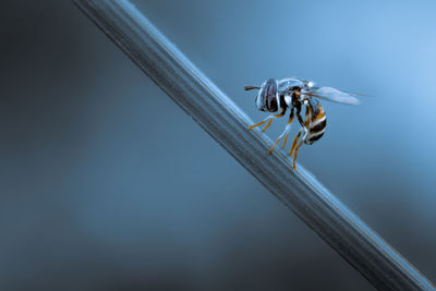 Close up of an insect sitting on plant stem