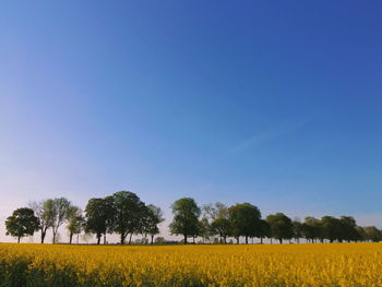 Scenic view of field against clear blue sky